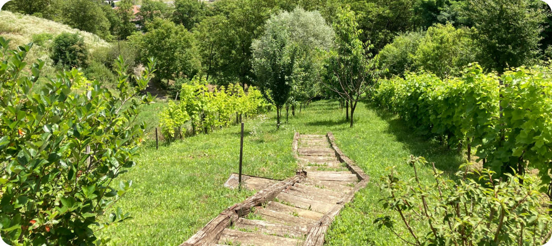 Weingarten in der Wachau